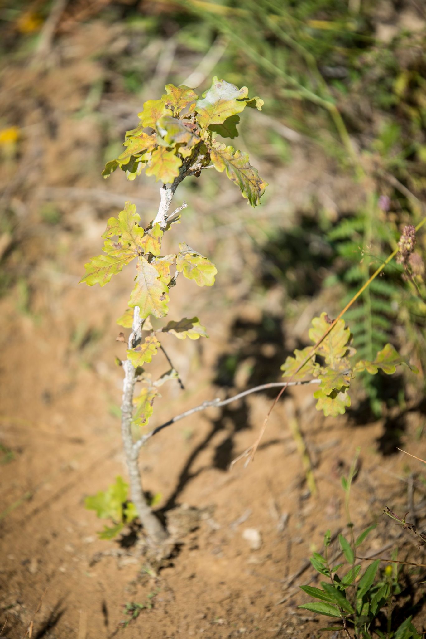 Arpasu Cort Preview 3